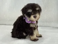 Chloe Female 2 AKC Mega Coat Liver & Tan, a male Miniature Schnauzer for sale in Pageland, SC – 4 of 4
