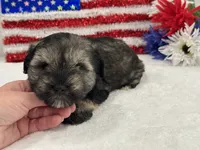 Piper Male 1, a male Miniature Schnauzer for sale in Pageland, SC – 3 of 4