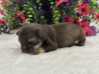 Miracle Female 1 AKC, a male Miniature Schnauzer for sale in Pageland, SC – 4 of 4