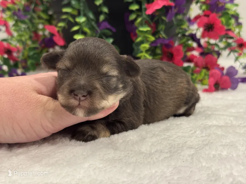 Miracle Female 1 AKC – Miniature Schnauzer puppy for sale in Pageland, SC