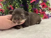 Miracle Female 1 AKC, a male Miniature Schnauzer for sale in Pageland, SC – 1 of 4