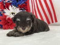 Miracle Male 2 AKC Liver and Tan, a male Miniature Schnauzer for sale in Pageland, SC – 2 of 4
