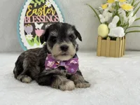 Bleu Female 1 Blue Eyes, a female Miniature Schnauzer for sale in Pageland, SC – Photo 4 of 4