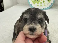 Bleu Female 1 Blue Eyes, a female Miniature Schnauzer for sale in Pageland, SC – Photo 2 of 4