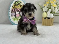 Bleu Female 1 Blue Eyes, a female Miniature Schnauzer for sale in Pageland, SC – Photo 3 of 4