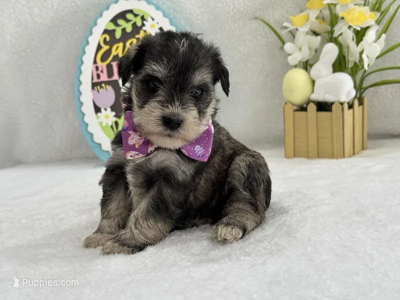 Bleu Female 1 Blue Eyes – Miniature Schnauzer puppy for sale in Pageland, SC