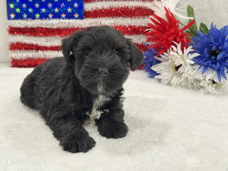 Piper Female 2 – Miniature Schnauzer puppy for sale in Pageland, SC
