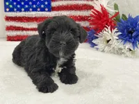 Piper Female 2, a female Miniature Schnauzer for sale in Pageland, SC – 1 of 4