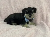 Mae Male 1 AKC , a male Miniature Schnauzer for sale in Pageland, SC – 2 of 4