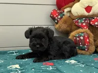 Sadie Male 1, a male Miniature Schnauzer for sale in Pageland, SC – Photo 1 of 3