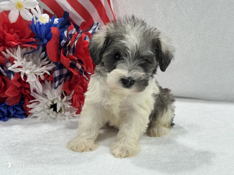 Josie Female 3 – Miniature Schnauzer puppy for sale in Pageland, SC