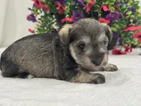 Josie Female 4, a female Miniature Schnauzer for sale in Pageland, SC – 4 of 4