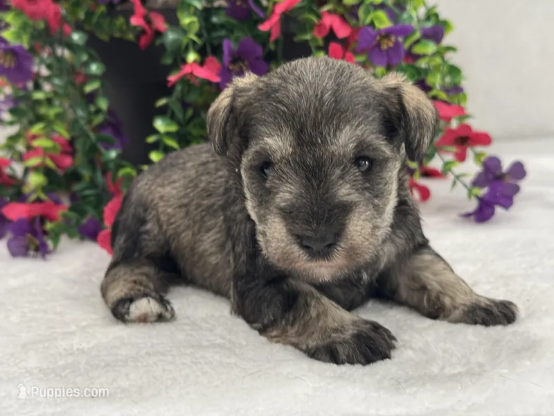 Josie Female 4 – Miniature Schnauzer puppy for sale in Pageland, SC