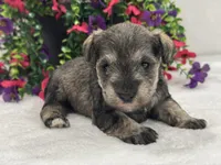 Josie Female 4, a female Miniature Schnauzer for sale in Pageland, SC – 1 of 4