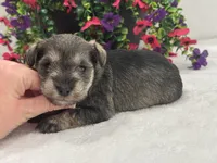 Josie Female 4, a female Miniature Schnauzer for sale in Pageland, SC – 3 of 4