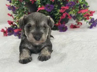 Josie Female 4, a female Miniature Schnauzer for sale in Pageland, SC – 2 of 4