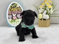 Bleu Male 3 , a male Miniature Schnauzer for sale in Pageland, SC – Photo 1 of 5