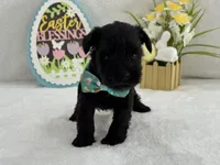 Bleu Male 3 , a male Miniature Schnauzer for sale in Pageland, SC – Photo 3 of 5