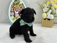 Bleu Male 3 , a male Miniature Schnauzer for sale in Pageland, SC – Photo 5 of 5