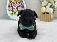 Bleu Male 3 , a male Miniature Schnauzer for sale in Pageland, SC – Photo 2 of 5