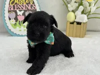 Bleu Male 3 , a male Miniature Schnauzer for sale in Pageland, SC – Photo 4 of 5