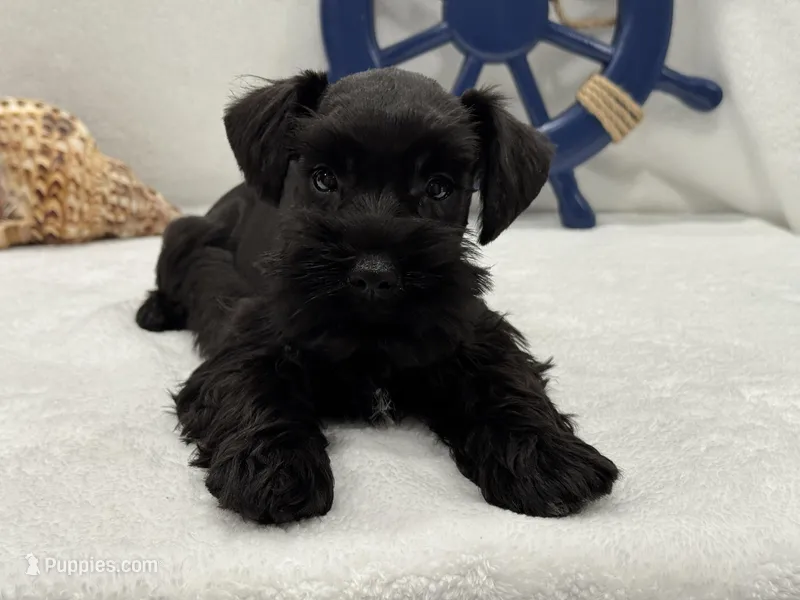 Bleu Male 3  – Miniature Schnauzer puppy for sale in Pageland, SC