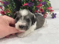 Josie Female 3, a female Miniature Schnauzer for sale in Pageland, SC – 2 of 4