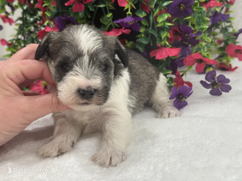 Josie Female 3 – Miniature Schnauzer puppy for sale in Pageland, SC