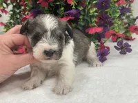 Josie Female 3, a female Miniature Schnauzer for sale in Pageland, SC – 1 of 4