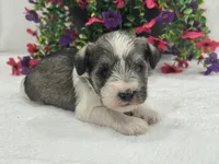 Josie Female 3, a female Miniature Schnauzer for sale in Pageland, SC – 3 of 4