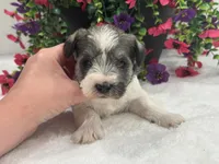 Josie Female 3, a female Miniature Schnauzer for sale in Pageland, SC – 4 of 4
