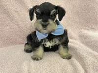 Mae Male 1 AKC , a male Miniature Schnauzer for sale in Pageland, SC – 3 of 4
