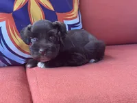 Poppy Female 1 AKC Mega Coat Blue Eyes, a female Miniature Schnauzer for sale in Pageland, SC – 5 of 5