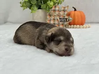 Josie Female 1, a female Miniature Schnauzer for sale in Pageland, SC – Photo 2 of 5