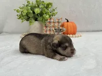 Josie Female 1, a female Miniature Schnauzer for sale in Pageland, SC – Photo 3 of 5