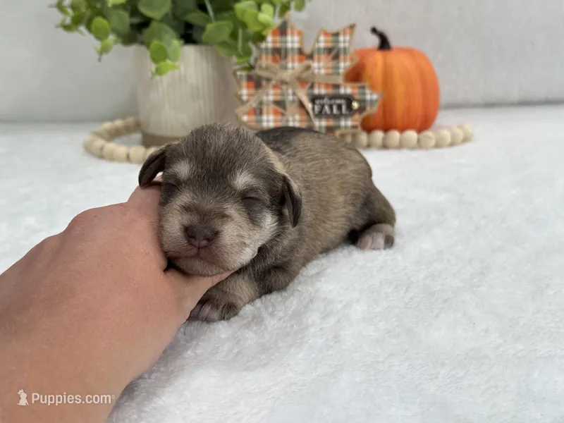 Josie Female 1, a female Miniature Schnauzer for sale in Pageland, SC – Photo 1 of 5