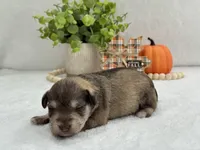 Josie Female 1, a female Miniature Schnauzer for sale in Pageland, SC – Photo 5 of 5