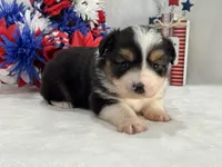 Caroline Female 2, a female Toy Australian Shepherd for sale in Pageland, SC – 5 of 6