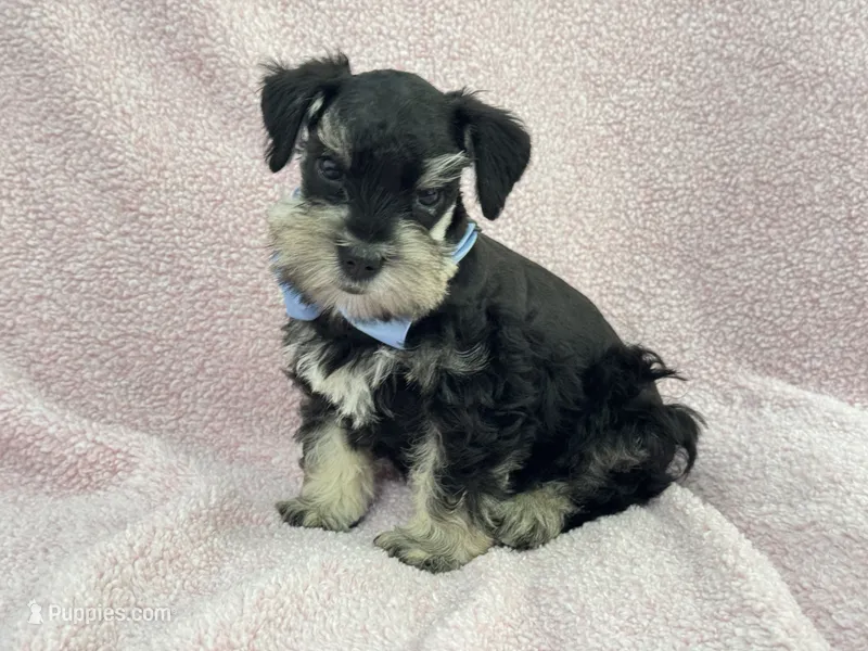 Mae Male 1 AKC  – Miniature Schnauzer puppy for sale in Pageland, SC
