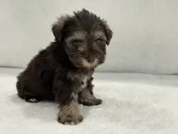 Sugar Pie Male 2 AKC Mega Coat Liver & Tan, a male Miniature Schnauzer for sale in Pageland, SC – 3 of 4