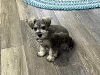 Josie Female 3, a female Miniature Schnauzer for sale in Pageland, SC – Photo 4 of 5