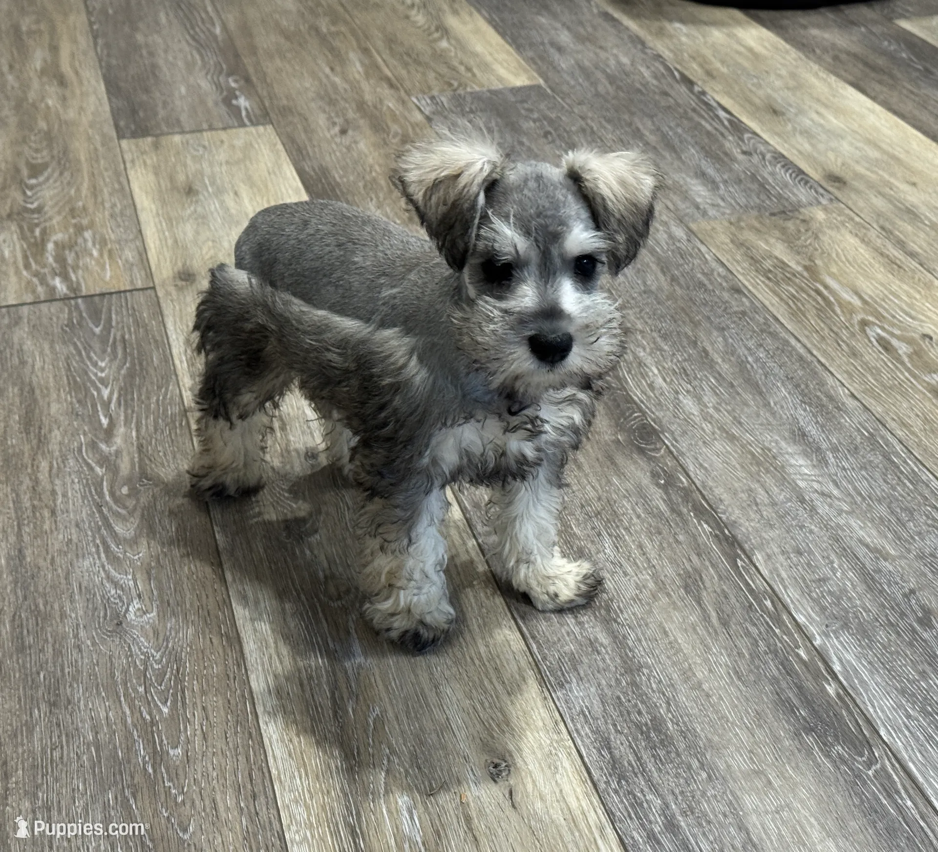 Josie Female 3, a female Miniature Schnauzer for sale in Pageland, SC – Photo 5 of 5