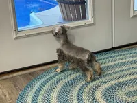 Josie Female 3, a female Miniature Schnauzer for sale in Pageland, SC – Photo 2 of 5