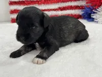 Marsha Male 6, a male Miniature Schnauzer for sale in Pageland, SC – 2 of 4