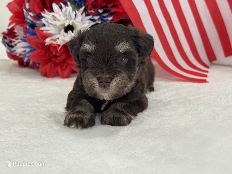 Miracle Male 1 AKC Liver and Tan – Miniature Schnauzer puppy for sale in Pageland, SC