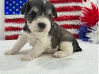 Marsha Female 1, a female Miniature Schnauzer for sale in Pageland, SC – 4 of 5