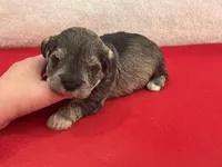 Gypsy Female 1, a female Miniature Schnauzer for sale in Pageland, SC – Photo 1 of 4