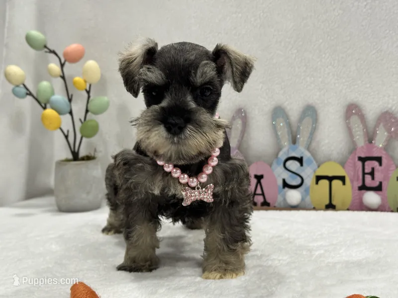 Gypsy Female 1 – Miniature Schnauzer puppy for sale in Pageland, SC
