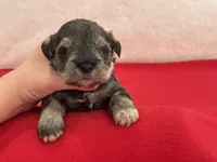 Gypsy Female 1, a female Miniature Schnauzer for sale in Pageland, SC – Photo 2 of 4