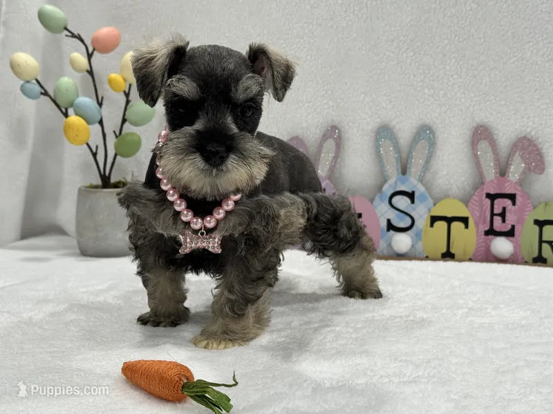 Gypsy Female 1 – Miniature Schnauzer puppy for sale in Pageland, SC